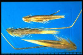  Avena barbata.  The bend in the geniculate awn is well above the tip of the lemma.  