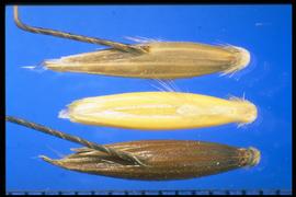  Avena fatua.  Lemma with lighter veins. 