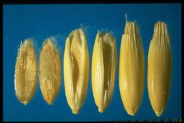  Avena sativa.  Awn is often not present. 