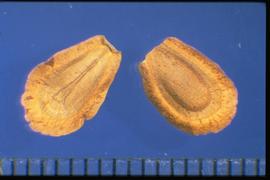  Asclepias subverticillata.  Seeds with long, silky basal hairs, which are usually missing in conditioned seed lots. 