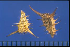  Acanthospermum hispidum . Achene with many short spines. Photo courtesy of Colorado State University, Department of Soil and Crop Sciences.