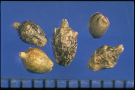  Ambrosia psilostachya.  Achenes with a blunt terminal point with some pubescence. 