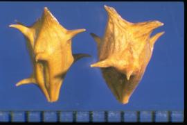  Ambrosia tomentosa.  Seed type is best described as an achene enclosed in an involucre. Mid-sized bursae. Usually with two terminal spikes. 