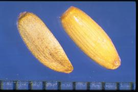  Carduus pycnocephalus.  From Left to Right: 1. Ray flower achene 2. Disc flower achene. Achenes with a large stylar lobe and a brown collar. 