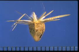  Carthamus creticus.  Achenes with sharp pappus scales perpendicular to the axis. 