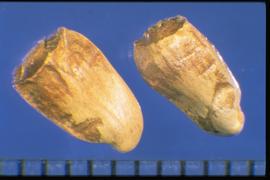  Carthamus lanatus.  Achenes with a wide apical collar that surrounds the apex.  