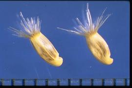  Centaurea iberica.  Achenes with erect pappus bristles that are broad at the base. 