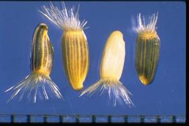  Centaurea virgata  ssp . squarrosa.  Achenes with a light, bristly pappus. 