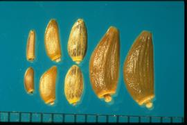 From Left to Right: 1.  Cirsium arvense  2.  Carduus nutans  3.  Cirsium vulgare  4.  Cirsium undulatum . Achenes with small transverse waves. 