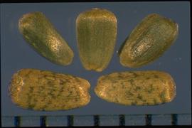  Helianthus ciliaris.  Gray and shiny achenes with occasional black blotches. 