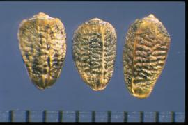  Onopordum tauricum.  The achenes are blocky and have transverse wavy ridges.   