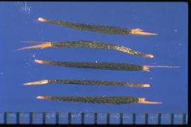  Tagetes minuta.  Long and thin achenes with remnants of the pappus scales. 