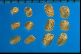 From Left to Right: 1.  Barbarea vulgaris  2.  Barbarea verna.  