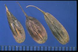  Isatis tinctoria.  Lavender siliques with a longitudinal line in the center. 