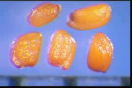  Sisymbrium loeselii.  True seeds that are irregular in shape and have a shiny texture. 