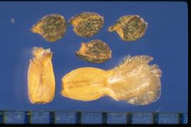  Halogeton glomeratus.  The seed unit can be a true seed, a fruit, or the entire flower.  
