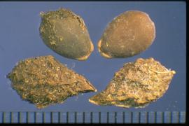  Sicyos angulatus . True seeds that are smooth with occasional fruit coat remnants, which are very rough. 