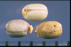  Euphorbia cyparissias.  Seeds with a caruncle that may cover the hilum. 