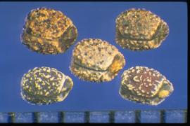  Euphorbia davidii.  The seed surface is covered with wart-like tubercles. 