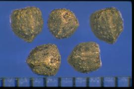  Euphorbia heterophylla.  Seeds with scattered tubercles. 