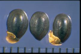  Acacia mearnsi.  Aril is attached to the hilum. Photo courtesy of Colorado State University, Department of Soil and Crop Sciences.