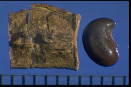  Aeschynomene indica.  Seed encased in fruit segment (left), reniform-shaped seed (right). Photo courtesy of Colorado State University, Department of Soil and Crop Sciences.
