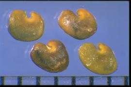  Astragalus bisulcatus.  Oval to mitten-shaped true seeds. Photo courtesy of Colorado State University, Department of Soil and Crop Sciences.