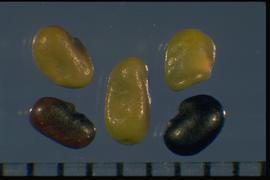  Astragalus miser . Irregular seed shape.