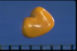  Crotalaria longirostrata.  Seeds with a divergent radicle lobe with a slight hook, which partially covers the hilum. Photo courtesy of Colorado State University, Department of Soil and Crop Sciences.