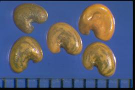  Crotalaria pallida.  Seeds with a large and divergent radicle lobe, that's not hooked. Photo courtesy of Colorado State University, Department of Soil and Crop Sciences.