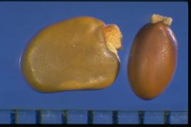  Cytisus scoparius.  Seeds with an aril covering the hilum area, which is waxy and a lighter, yellowish-white than the rest of the seed. Photo courtesy of Colorado State University, Department of Soil and Crop Sciences.