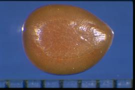  Dichrostachys cinerea.  The flat surface of the seed has a pleurogram line that curves with the seed margin. The area within this pleurogram (known as the areola) is cracked on the surface. Photo courtesy of Colorado State University, Department of Soil and Crop Sciences.