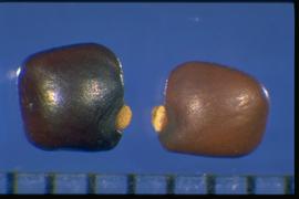  Genista monspessulana.  Seeds with a caruncle-like aril over the hilum that is light yellow to white. Photo courtesy of Colorado State University, Department of Soil and Crop Sciences.
