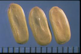  Mimosa pigra  var.  pigra . Seeds with a line following margin and a short linear bulge in the center of the seed. Photo courtesy of Colorado State University, Department of Soil and Crop Sciences.