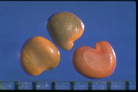 Oxytropis lambertii.  The top of the cotyledonary and radicle lobe is often lighter colored. Photo courtesy of Colorado State University, Department of Soil and Crop Sciences.