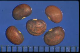  Pueraria montana  var.  lobata  True seeds with the hilum on the long margin, with a white corky collar. 