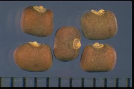  Pueraria phaseoloides.  Seeds with a white collar around the hilum. Photo courtesy of Colorado State University, Department of Soil and Crop Sciences.
