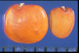  Spartium junceum.  True seeds with a remnant of the funiculus (aril) that appears to be protruding from the hilum. Photo courtesy of Colorado State University, Department of Soil and Crop Sciences.