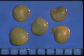 Sphaerophysa salsula.  True seeds with a radicle lobe that is somewhat shorter than the cotyledon lobe, and is divergent slightly from the cotyledonary lobe. Photo courtesy of Colorado State University, Department of Soil and Crop Sciences.
