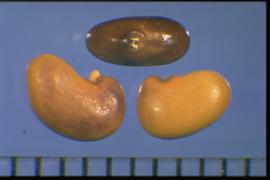  Thermopsis divaricarpa.  True seeds with a large hilum with a surrounding collar, often with an adhering aril. Photo courtesy of Colorado State University, Department of Soil and Crop Sciences.