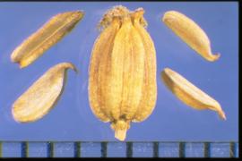  Triglochin maritima.  Carpel that is enclosed in a fruit segment. 