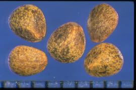  Galeopsis tetrahit.  Nutlets that are brown with many light brown raised areas. 