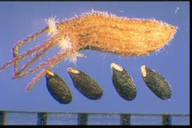 Hyptis pectinata.  Nutlets with a white, longitudinally elongated scar. The capsule is also pictured above. 