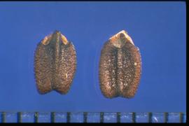  Hyptis suaveolens.  Nutlets with a large, longitudinal ridge that extends the entire length of the nutlet and splits the scar on the basal end of the ventral side. 