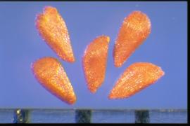  Lythrum virgatum.  Reddish-brown seeds with minutely rectangular reticulations. 