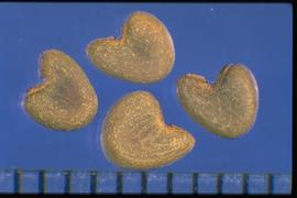  Abutilon theophrasti.  Seeds with a black, striate hilum. 