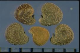  Hibiscus trionum.  Seeds are dark brown with light brown or yellow tubercules. 