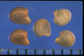  Malvella leprosa.  Carpels with a compressed seed, with one side being narrower than the other. 