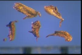  Oxyspora paniculata.  Granular seeds with the hilum at the ends. 