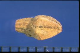  Oenothera hispida.  The apex of the capsule is pyramidal, while the base is cylindrical. 